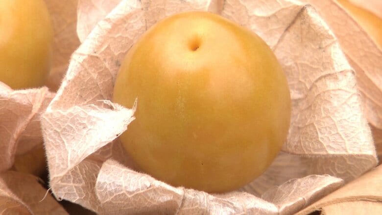 食用ホオズキ