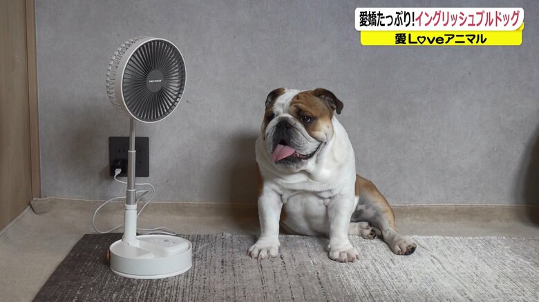 扇風機の前でゆったりするダルマくん