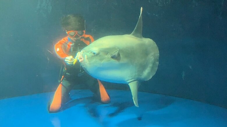 水中でエサをもらっている（提供：サンシャイン水族館）