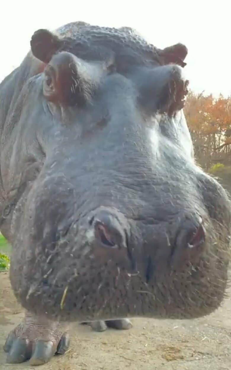 ゆっくり近づいてくるカバキチくん２（提供：那須サファリパーク）