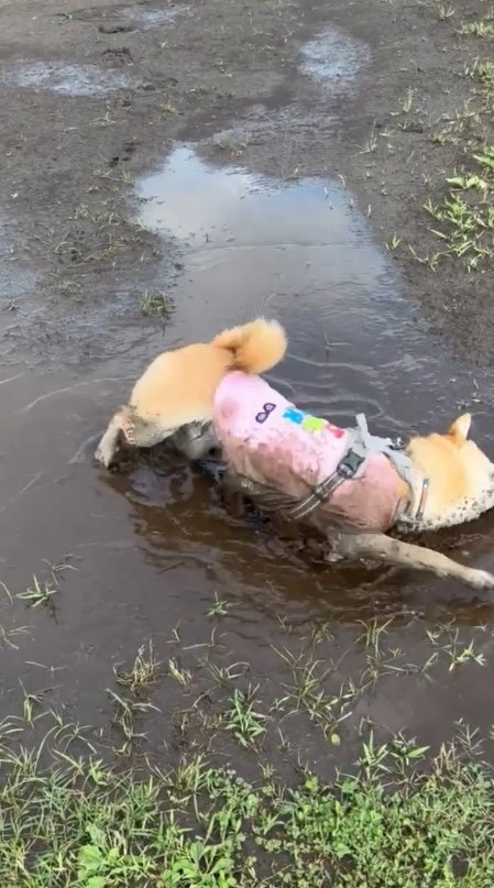 提供：柴犬まるやん日記さん