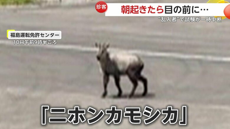 運転免許センターの道路のど真ん中を歩くニホンカモシカ（視聴者提供）