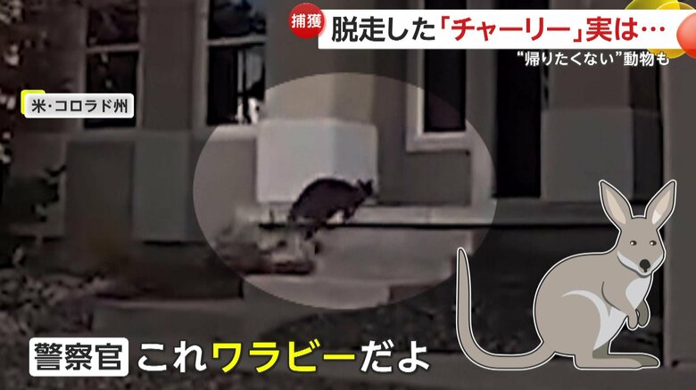 住宅の玄関先にいたのは「ワラビー」（Douglas County Sheriff's Office）