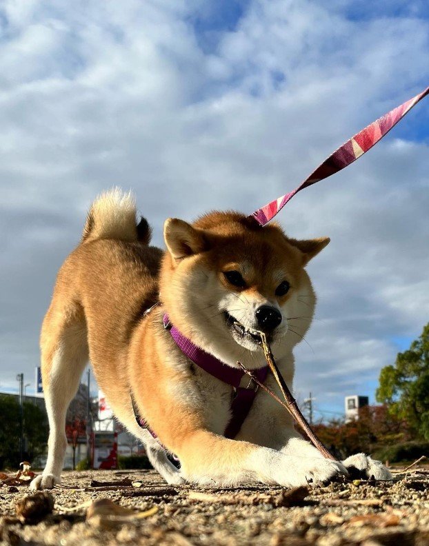 提供：柴犬ゆきちゃん