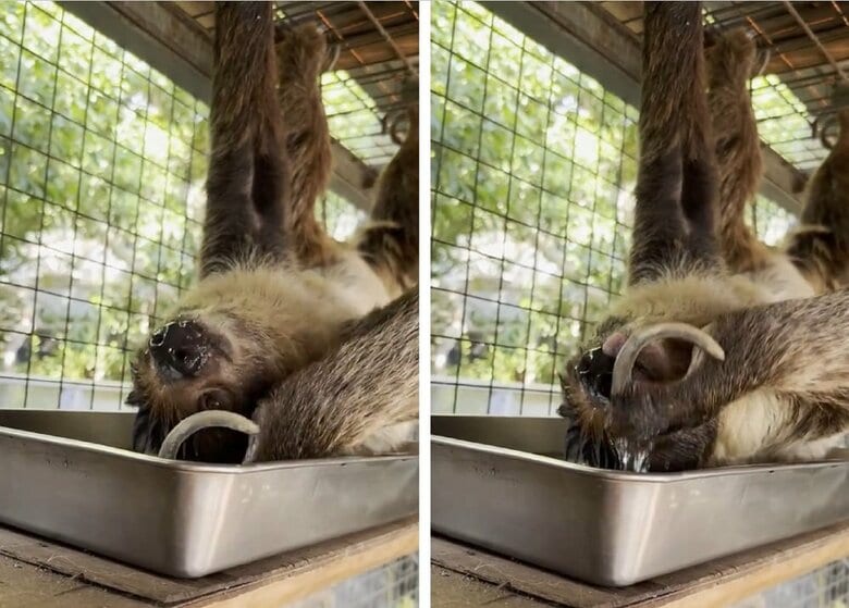 あおむけの体勢のまま器用に水をすくって口元へ（提供：神戸市立王子動物園）