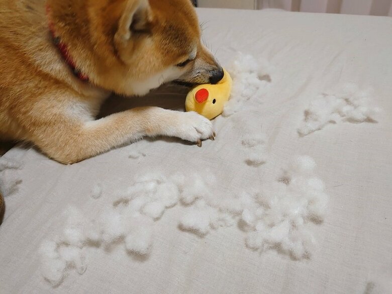 遊びすぎて中から綿が…