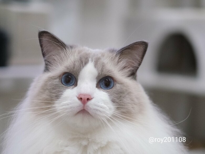 提供：ロイ(Roy)くん@ラグドールさん