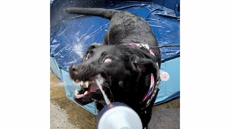 興奮しているすごい顔