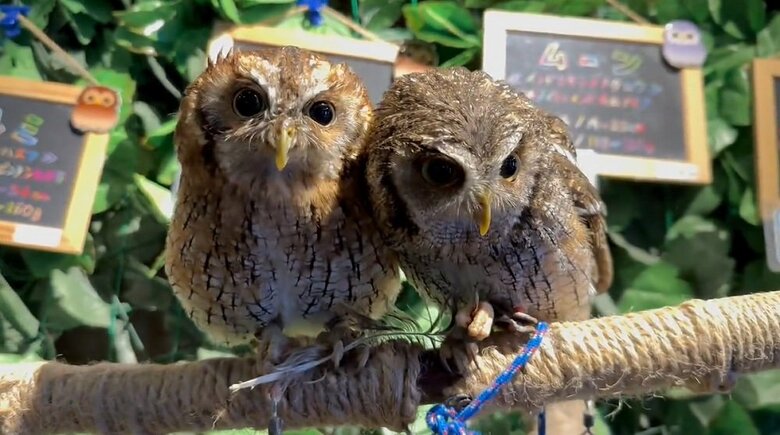 寄り添う2羽　足下には1枚の羽根が…（左：クルミちゃん　右：ナツくん）