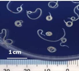 寄生虫「アニサキス」（出典：厚生労働省HP）