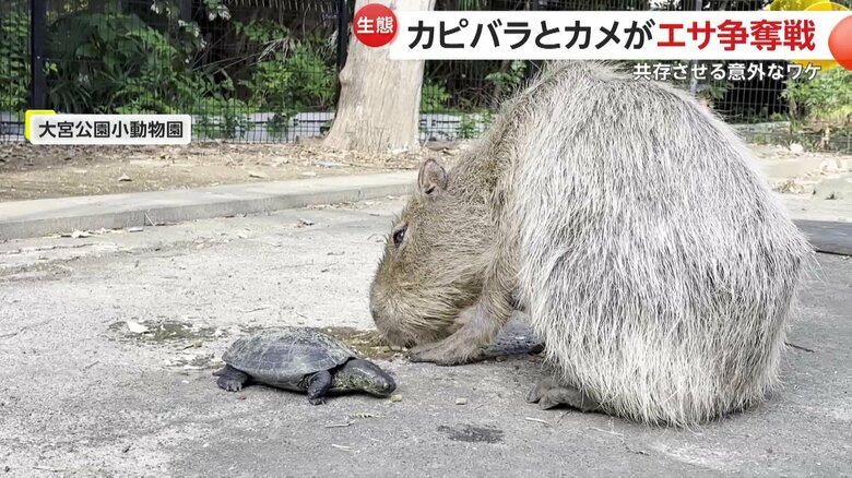 カピバラのエサも食べてしまう雑食のカメ