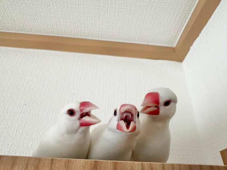 （左から）ひーくん、つばきちゃん、なずなくん