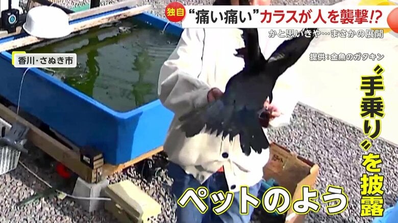 気心知れた仲かのように手に乗るカラス
