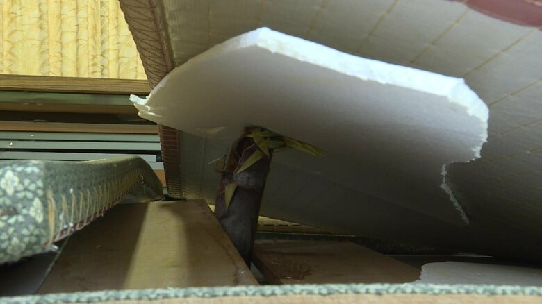 集会所を荒らしていた犯人はタケノコだった