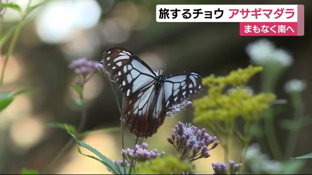 旅するチョウ「アサギマダラ」 静岡・吉田町の公園で一休み