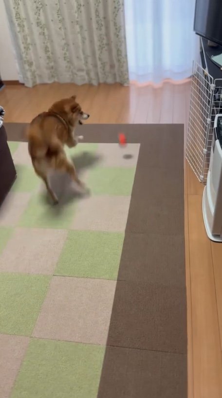 キャッチしようとしている（提供：Nerushibaさん）