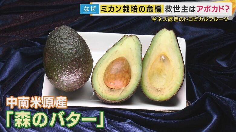 「森のバター」と呼ばれているアボカド