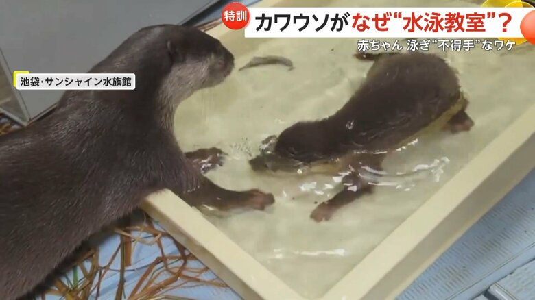 水に顔を沈めた子どもを心配し、手で赤ちゃんの顔を引き上げるコツメカワウソの様子（2）