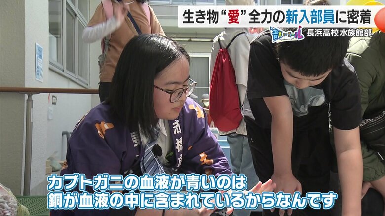 銅が血液の中に含まれているから