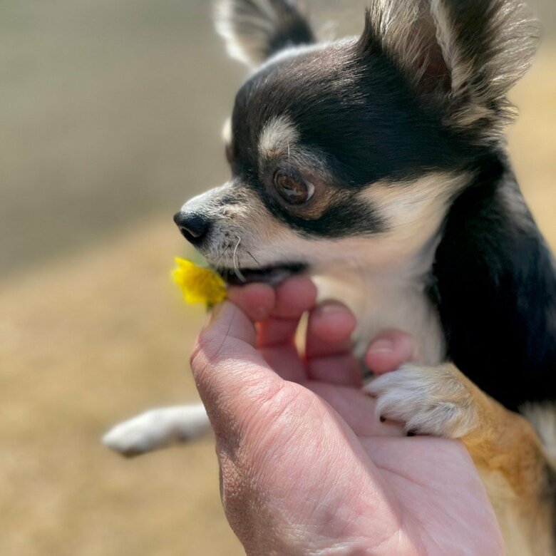 提供：チワワのごまじろーさん