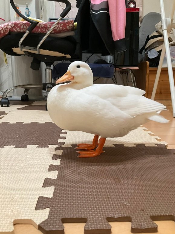 おなかいっぱいでコロコロのピヨコちゃん