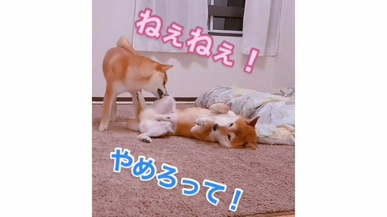 構ってほしいミントちゃんは、ムックくんの足をかみかみ