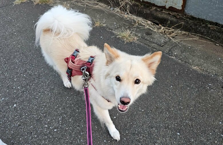 お散歩中の楽しそうな様子