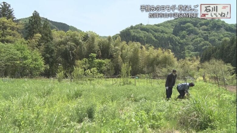 ヨモギは山の神様からのプレゼント
