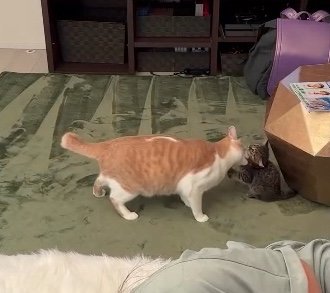 提供：たーにゃ。さん