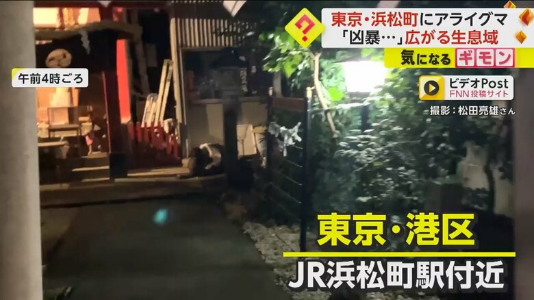 アライグマが目撃された東京都港区の神社