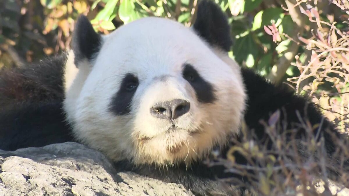 ア*ー様 上野動物園貴重なシャオシャオレイレイ・クッションとショッピングバッグ 園内ギフトショップより】 ＼🎉🐼4歳記念商品発売中