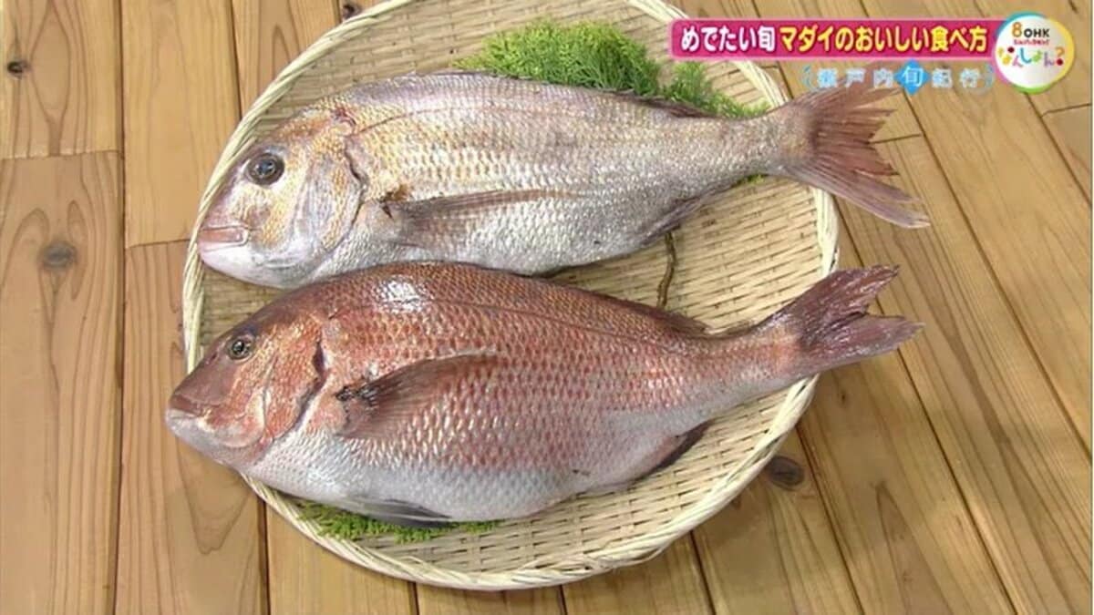 まだまだ旬！春の瀬戸内を彩る“桜鯛” マダイの「天然」と「養殖」を