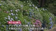 射水市・太閤山ランドであじさい祭り　色鮮やかなアジサイが梅雨入り間近を感じさせる