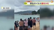 【注意】野生のイルカにかまれ男性2人がケガ　福井県内の被害が…