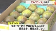 ラ・フランス出荷 猛暑の影響で小ぶりも糖度高く甘い・10月28日から店頭に並ぶ 山形・天童市