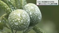 白いカルシウム剤散布で日差しを反射　宮崎のミカン農家の猛暑対策