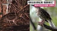 【全国初】奄美生息の野鳥2種、保護事業完了　絶滅の恐れから回復
