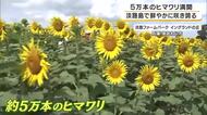 夏空の下に5万本のヒマワリが満開　人の目線ほどの高さに鮮やかな黄色の花　淡路ファームパーク・イングランドの丘で見ごろ　