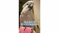 「うわぁぁ～」るんるんで歌うオウムに起きた悲劇…原因は飼い主のなで肩？“人間みたいな驚き方”に爆笑
