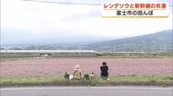「もう最高」 新幹線とレンゲソウの競演　写真愛好家が富士市でシャッターチャンス狙う　レンゲソウは刈り取られ週明けからはコメ作り始まる