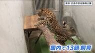 絶滅危惧種のアムールヒョウ　北海道から広島の安佐動物公園へ長距離移動　国内１３頭飼育　名前は「デン」