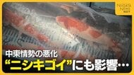 初セリ迎えた“ニシキゴイ”にも中東情勢の影響…生産者から輸送費・飼料費の値上がり懸念する声「先行き不安」