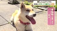 畑の番犬だけど…人懐っこい柴犬の「すもも」ちゃん　家族とタケノコ掘りへ「ここ掘れワンワン！」なるか―