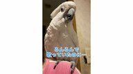 「うわぁぁ～」るんるんで歌うオウムに起きた悲劇…原因は飼い主のなで肩？“人間みたいな驚き方”に爆笑