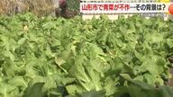 冬の味覚・青菜漬けがピンチ！　天候不順による不作・生産者の高齢化による栽培面積縮小のWパンチ　山形