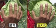 最高値から“半額”に…気温上昇でキャベツが巨大化　農家「割れちゃいそうなくらい大きく…」一時はひと玉1000円も