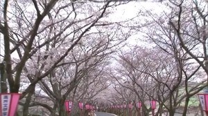 真庭市で久世トンネル桜見頃【岡山・真庭市】