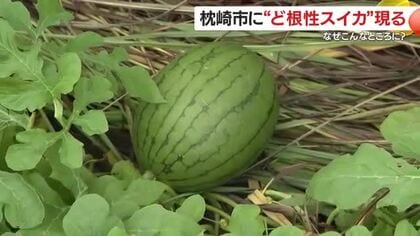 【映像】なぜこんなところに？「ど根性スイカ」　歩道のコンクリートの隙間に現る　鹿児島・枕崎市