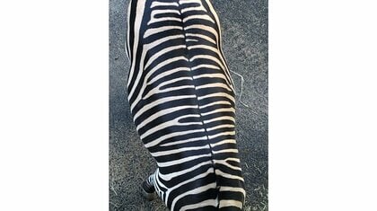 背中にファスナー！？シマウマを上から見ると1本の黒いライン…これは毛なの？飼育員に聞いた