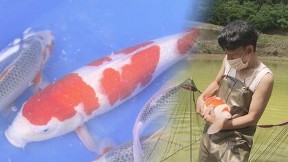 1匹10万円も…泳ぐ宝石「ニシキゴイ」　“ここでしかできない”ふれあい体験　夏休み観光の目玉に【新潟発】